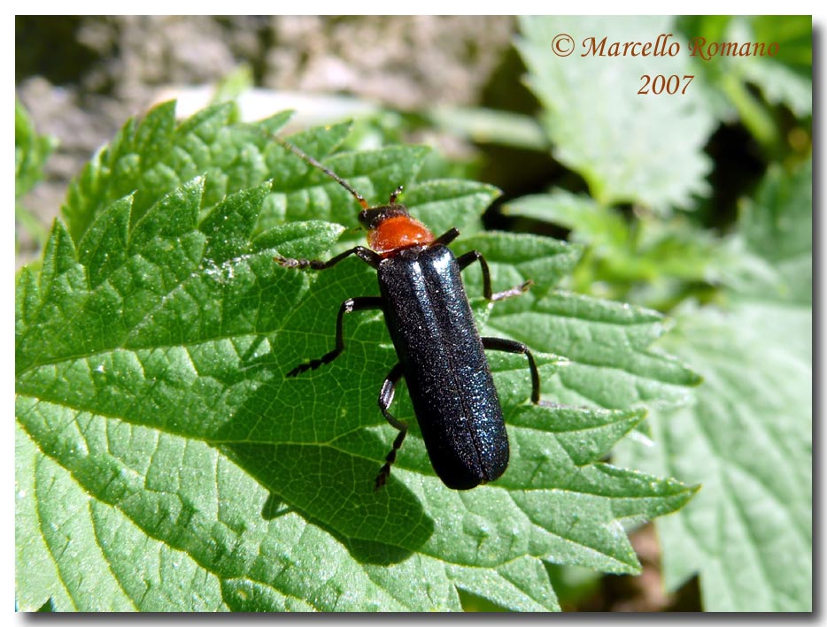 Ancistronycha abdominalis (Canthar.) dalle Alpi Marittime